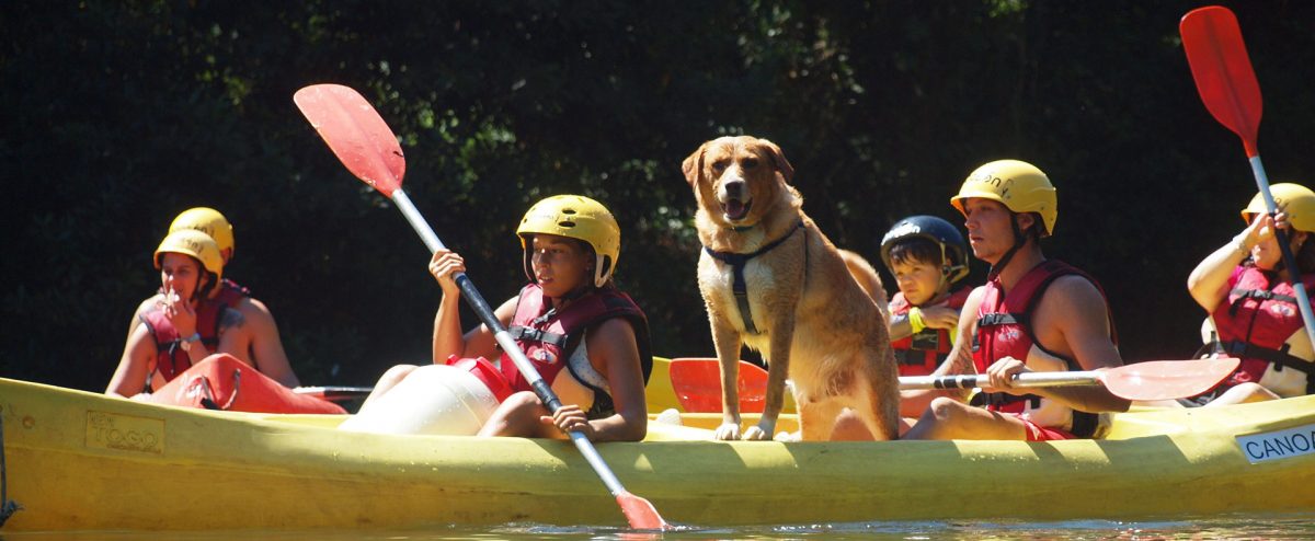 Foto canoa con perro